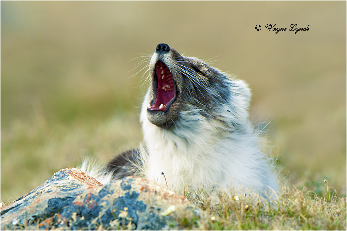 Arctic Fox 127 by Dr. Wayne Lynch &copy;